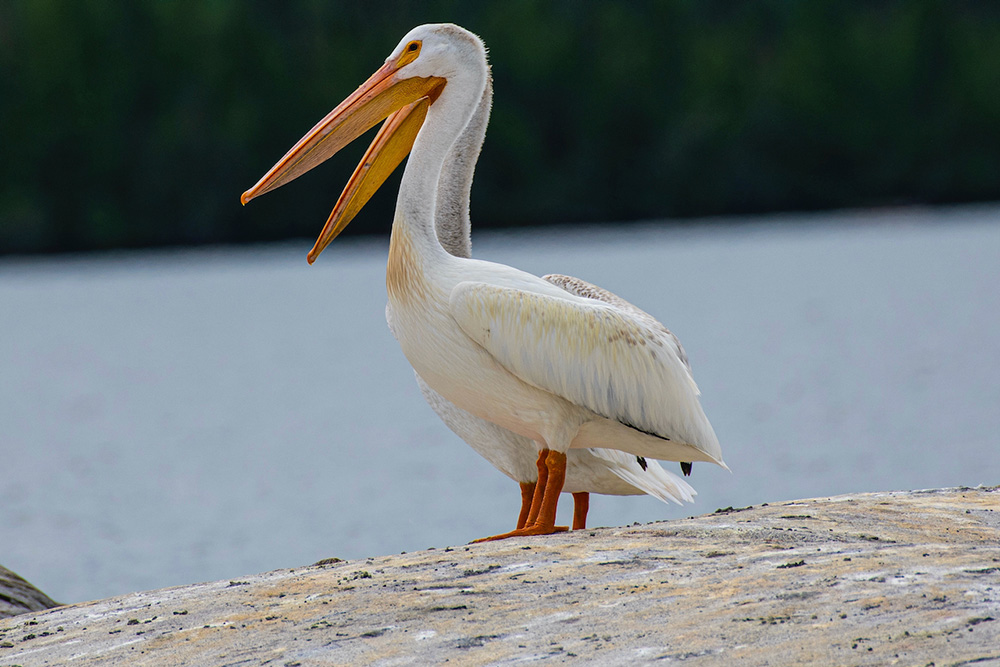 Pelican