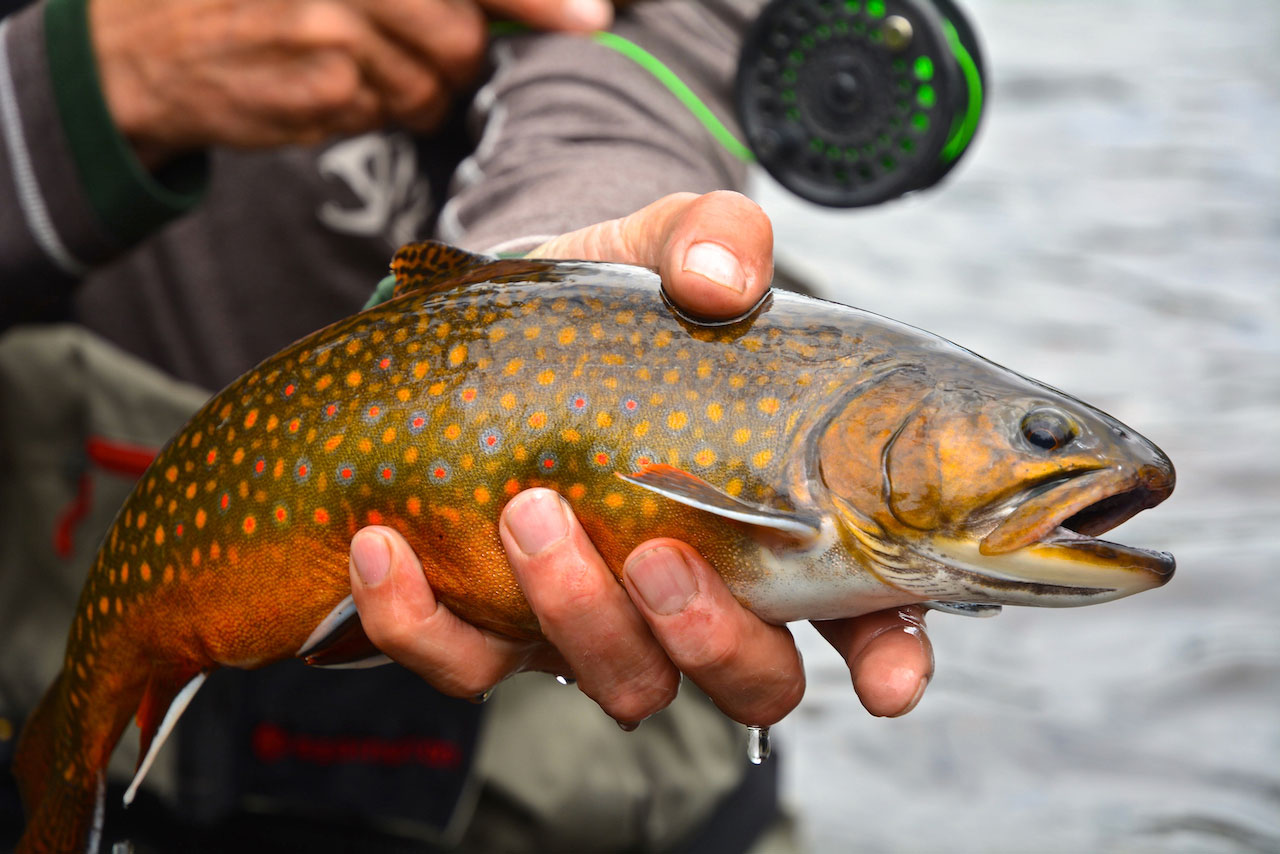 Brook Trout