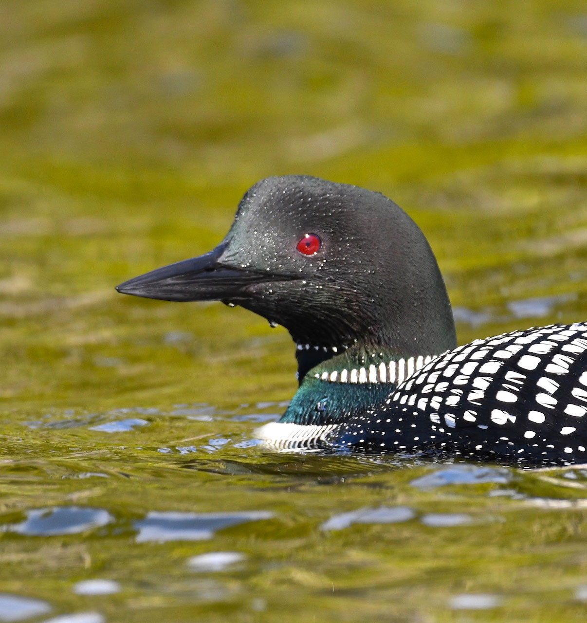 Loon