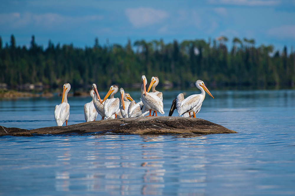 Pelicans