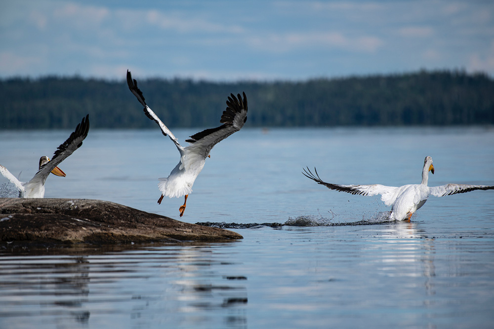 Pelicans