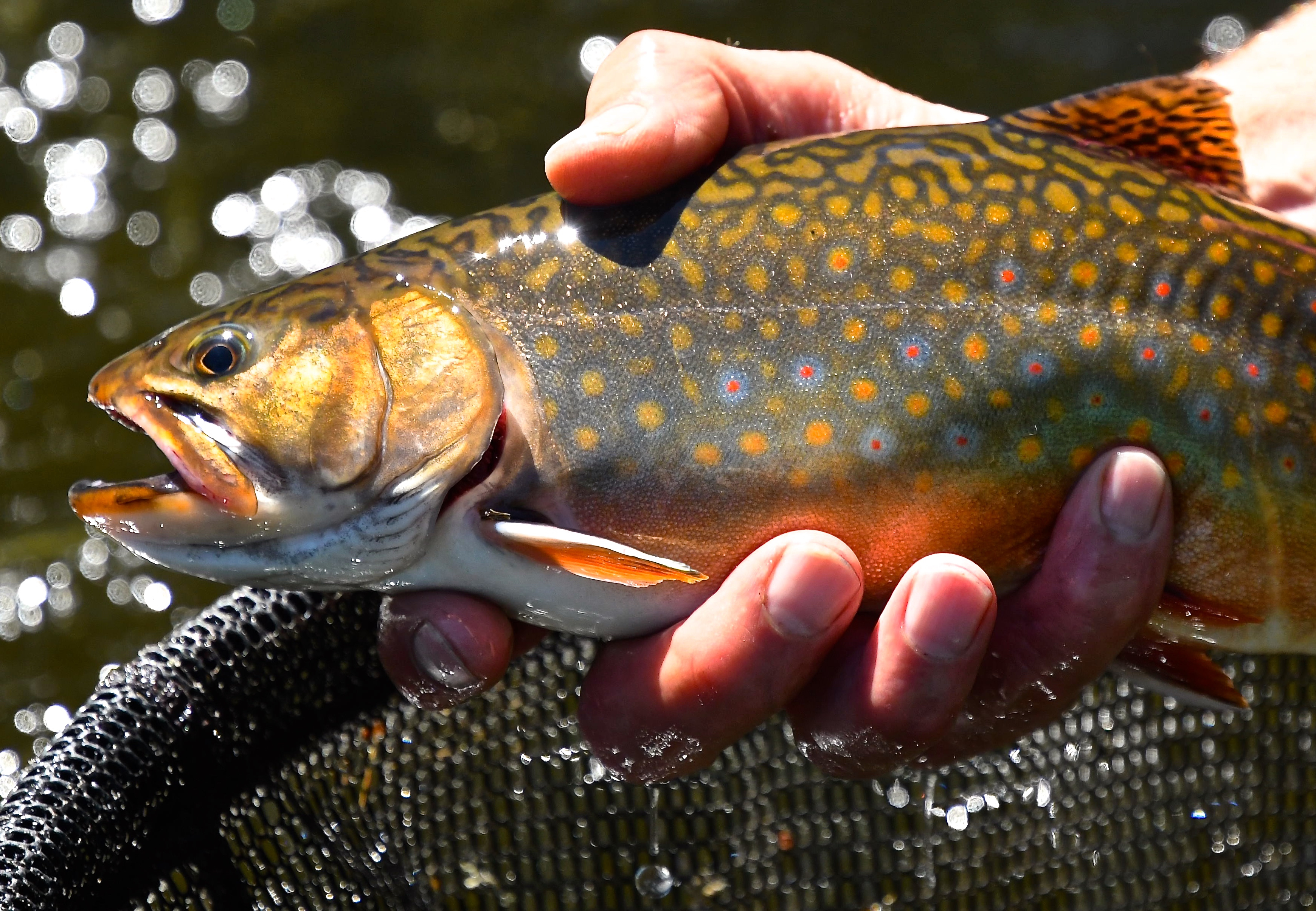 Brook Trout Fly Fishing