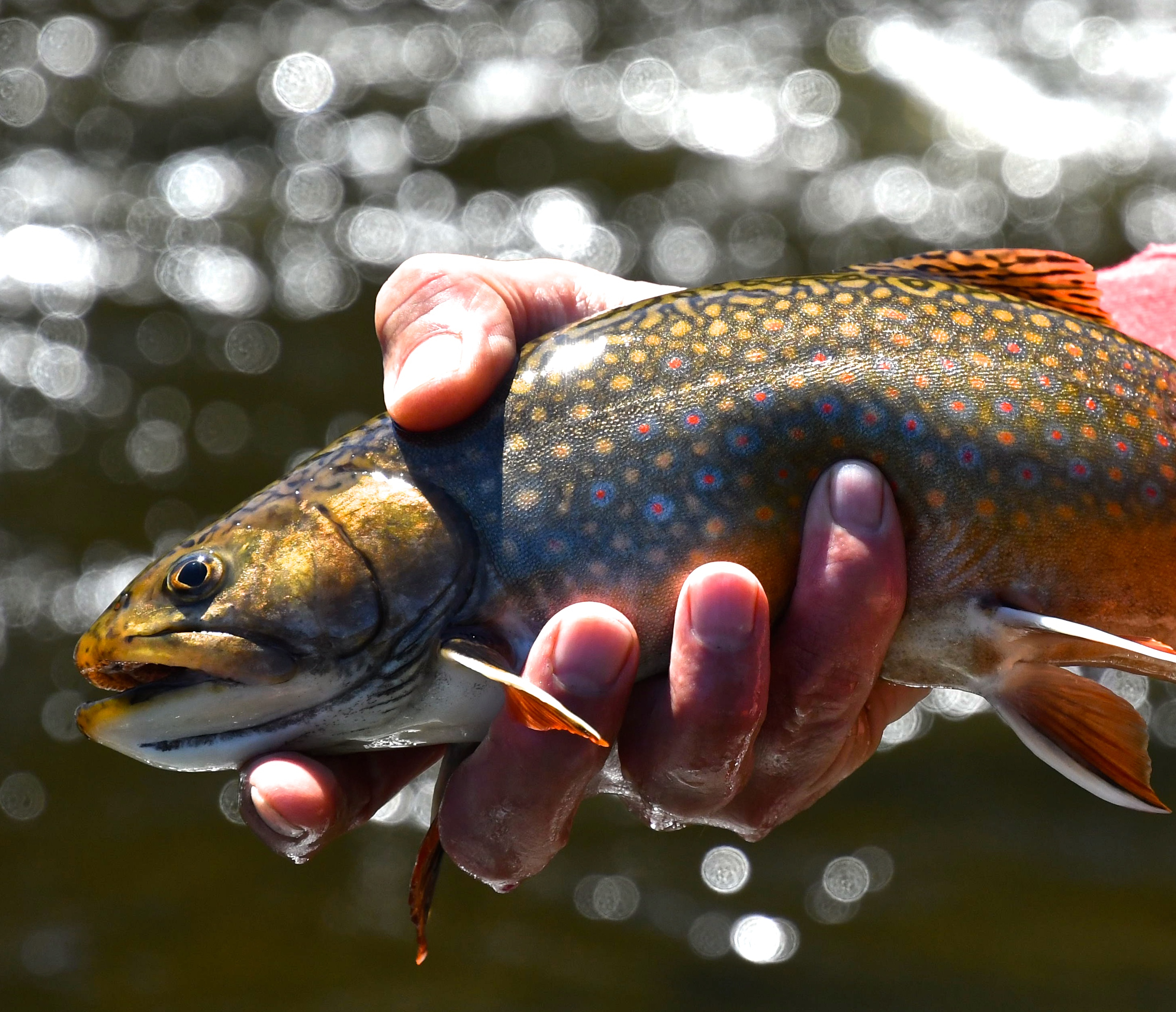 Brook trout