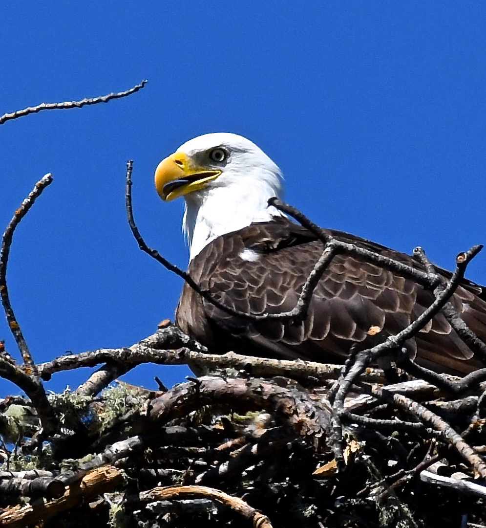 Eagle Nest Ontario