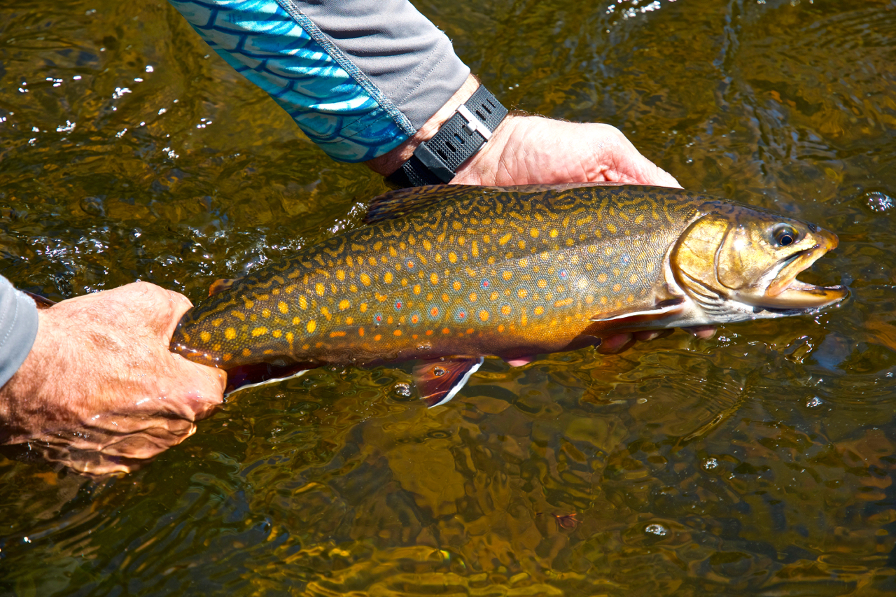 Brook Trout