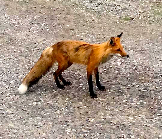 Fox