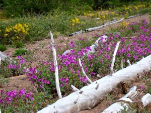 Arctic Flora