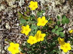 Arctic Flora - Potentilla