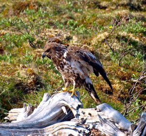 Juvenile Bald Eagle