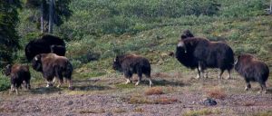 Muskoxen - Crockeche River Herd