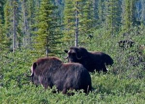 Muskoxen - Crockeche River Herd