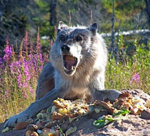 Wildlife at Great Bear