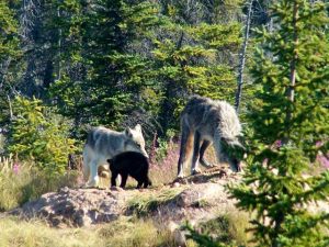 Wildlife at Great Bear