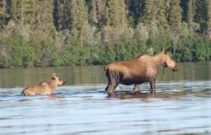 Cow and Calf