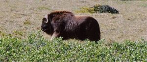 Muskox - Large Bull