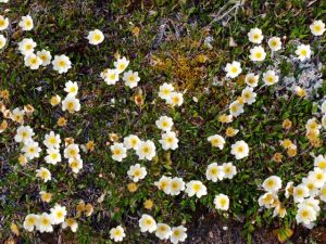 Arctic Flora