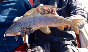 Big Grayling