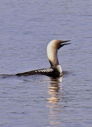Red Throated Loon