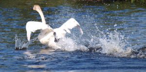 Tundra Swan