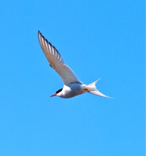 Arctic Tern in Flight