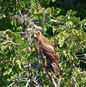 Juvenile Northern Harrier