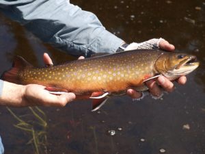 Spring Hole Brook Trout