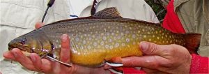 Esnagami River Speckled Trout