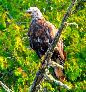 Bald Eagle