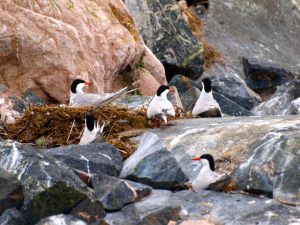 Tern Colony