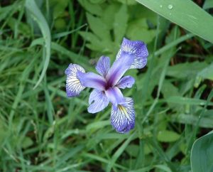 Esnagami River Flora