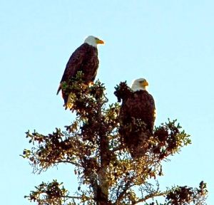 Bald Eagles