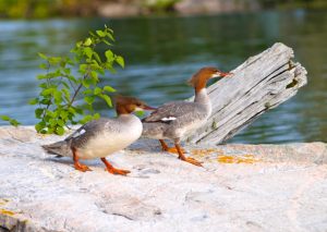 Merganser Ducks