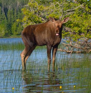 Young Moose