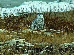 Arctic Owl