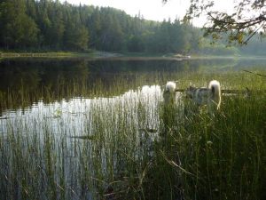 Malamutes at the Ponderosa