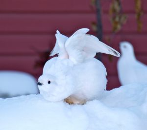 Ptarmigan