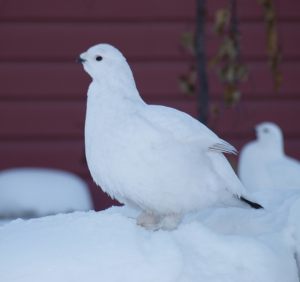 Ptarmigan