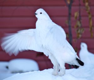 Ptarmigan