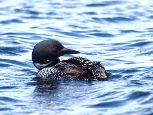 Dances with Loons