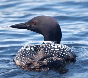 Dances with Loons