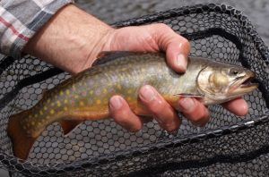 Esnagami River Brook Trout