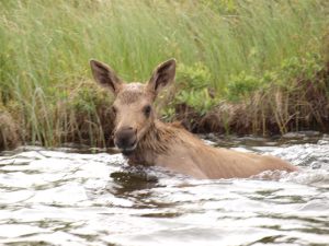 Moose Calf