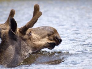 Out for a Swim