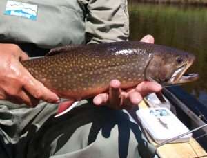 Giant Esnagami River Brook Trout