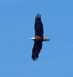 Bald Eagles