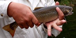 Wonderland Speckled Trout