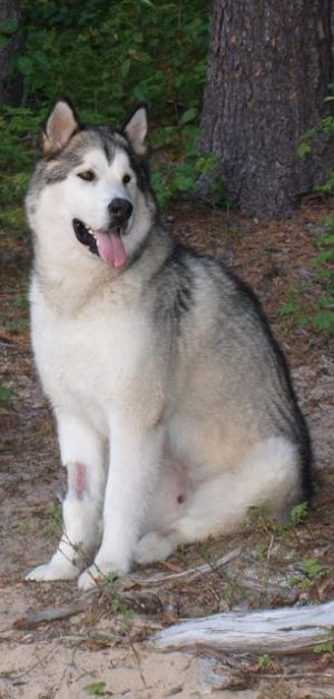 Malamutes at the Ponderosa