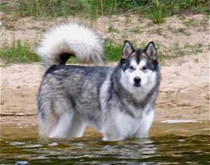 Malamutes at the Ponderosa