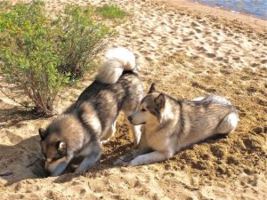 Malamutes at the Ponderosa