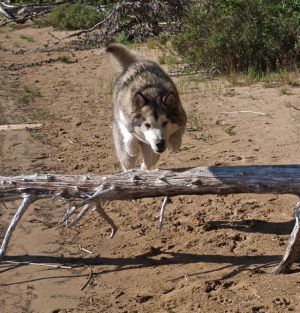 Malamutes at the Ponderosa